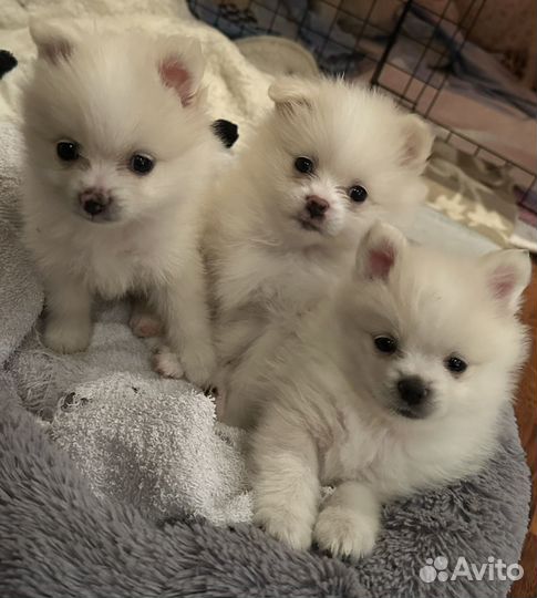 Щенки шпица