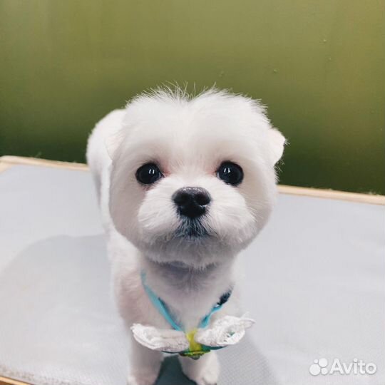 Стрижка и тримминг собак