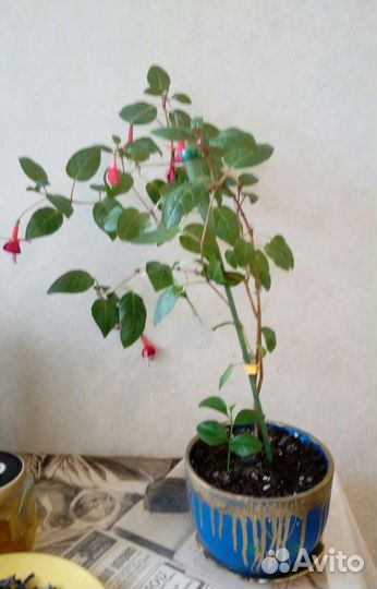 Комнатные растения: фуксии и фиалка