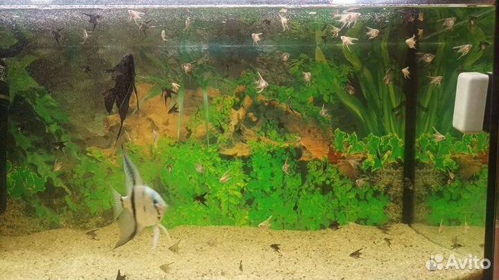 Рыбки скалярии