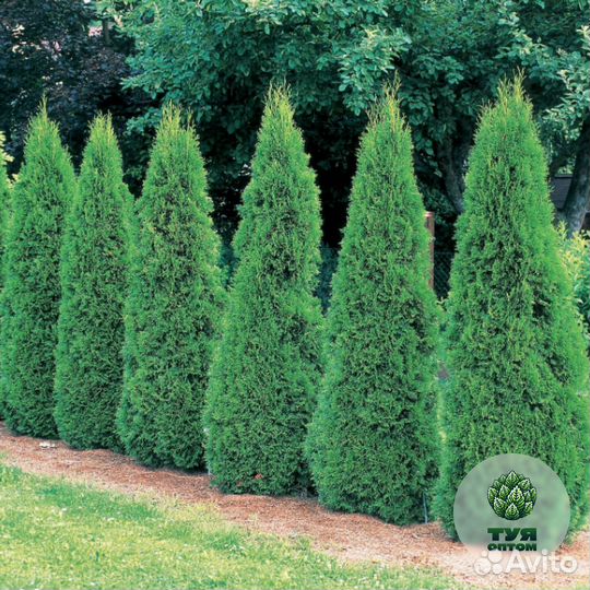 Туя с доставкой на участок