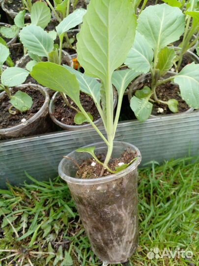 Рассада ранней капусты