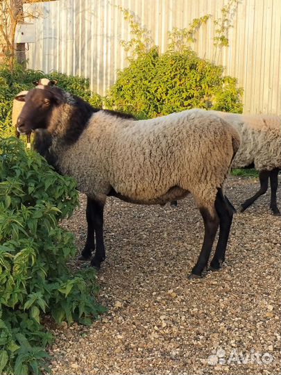 Романовский баран на племя. Чистокровный
