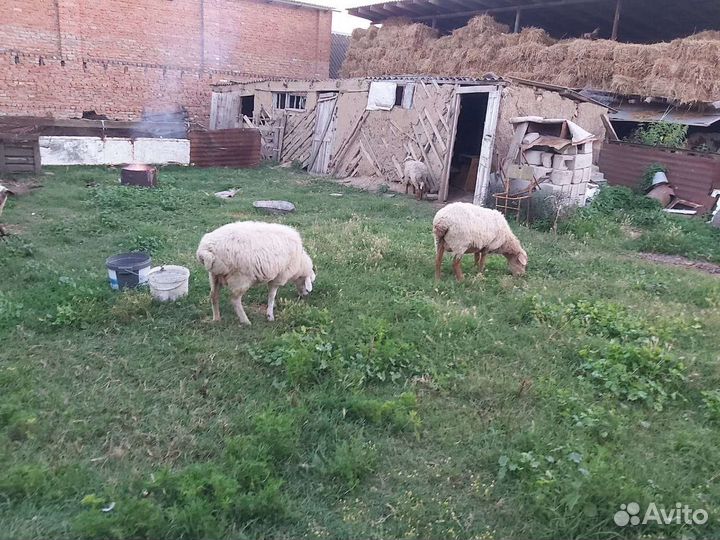 Овцы бараны