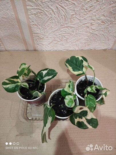 Сциндапсусы Неон, Н-джой, Пиктус Т, Спатифиллум