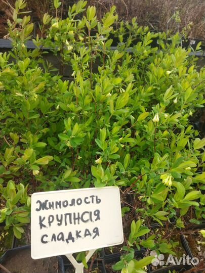 Продам саженцы жимолости