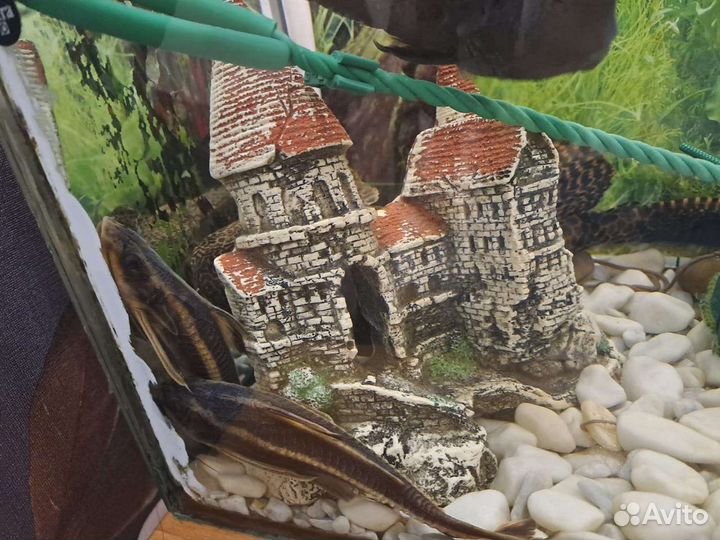 Аквариум с рыбками