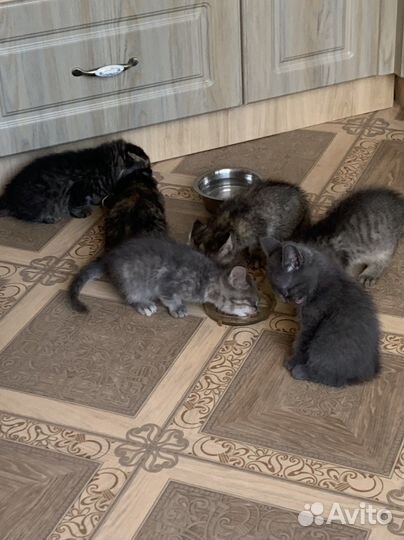 Котята в добрые руки