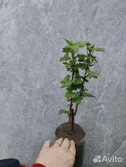 Саженцы черной смор.,жимолость