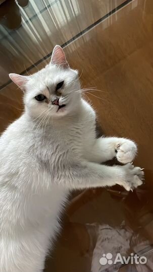 Кот окрас шиншилла