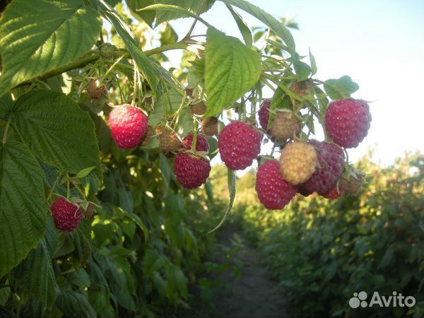 Саженцы малины