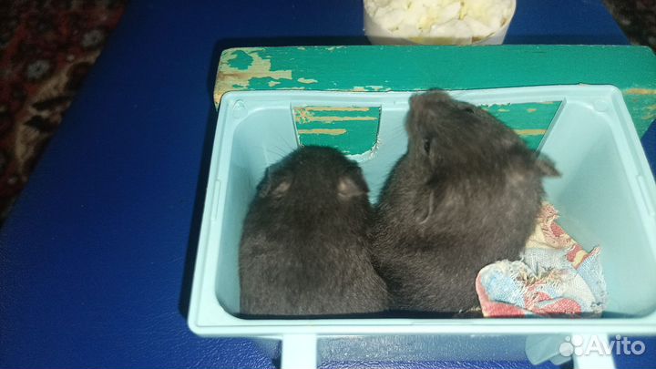 Сирийские хомячки