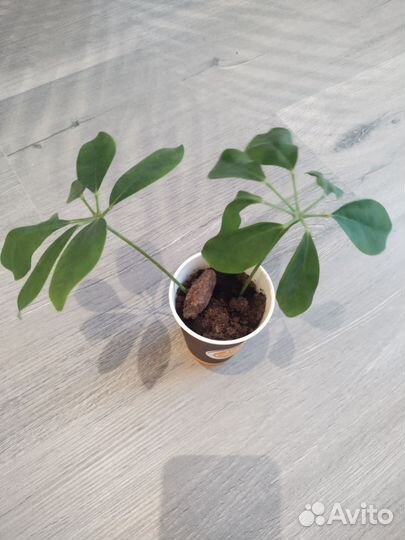 Комнатные цветы шефлера