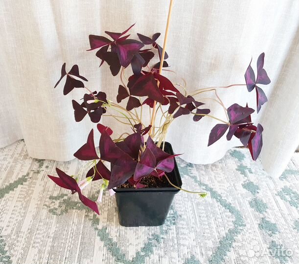 Оксалис фиолетовый кислица рео разноцветное