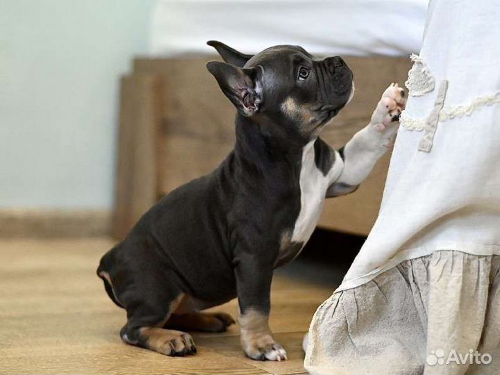 Щенок Американского Булли экзот