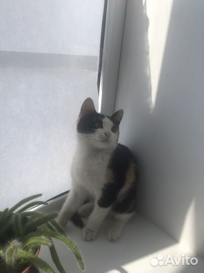 Кошки бесплатно