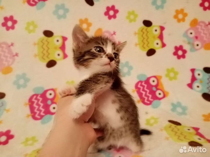 Котенок девочка очень красивая род 22.07.23г