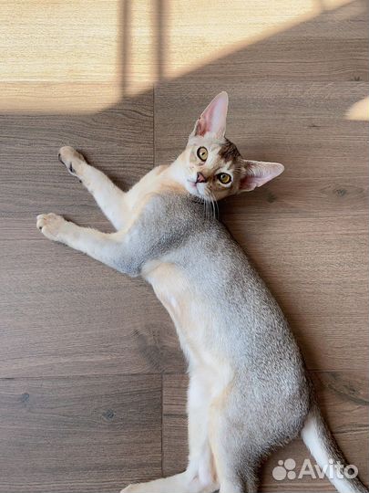 Абики окрас black silver со всеми документами