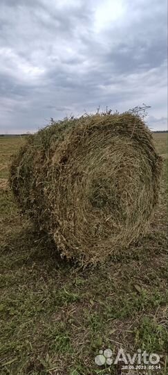 Сено Люцерна