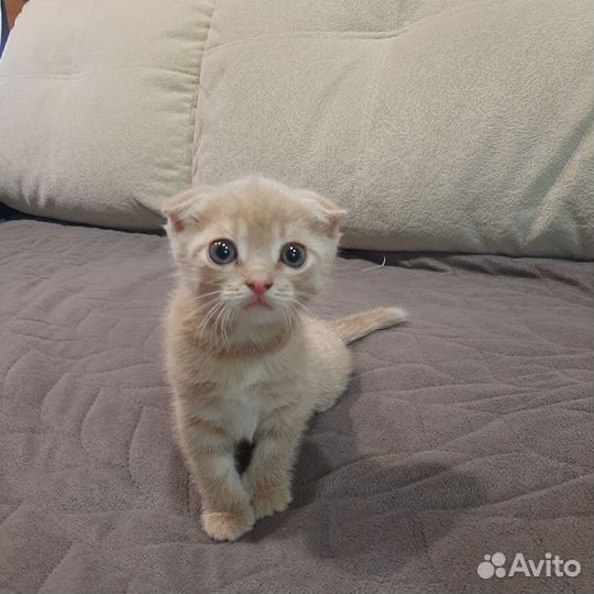 Шотландская вислоухая кошка бесплатно