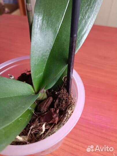 Орхидея фаленопсис