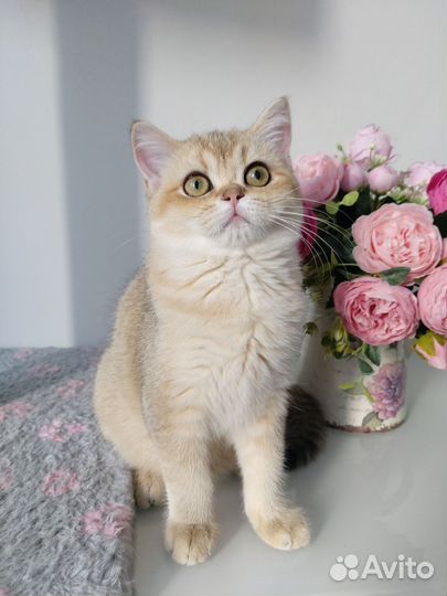 Шотландские котята