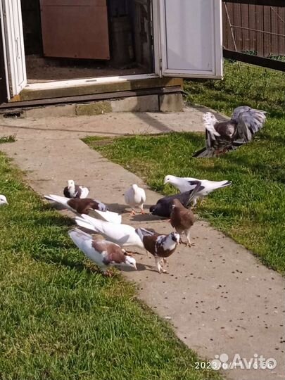 Бойные голуби