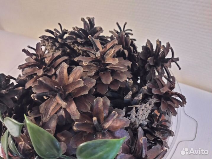 Шишки сосновые для поделок декора интерьера