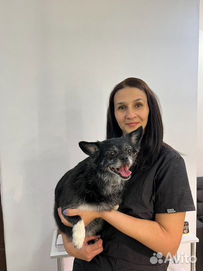 Грумер,стрижка собак, груминг