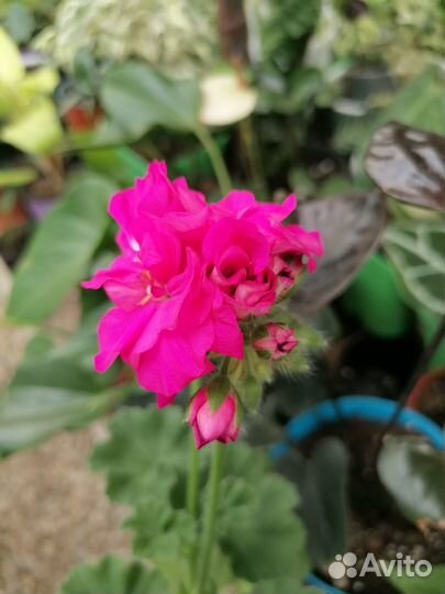 Пеларгонии (герани) срезами