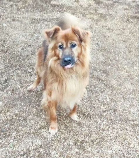 Собака ищет дом