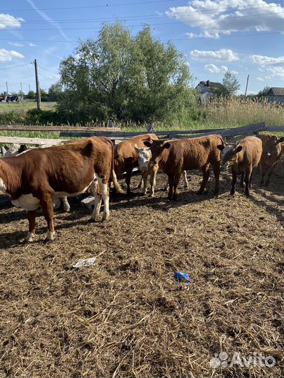 Телки продаю