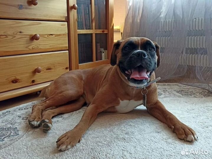 Немецкий боксер. Переустройство