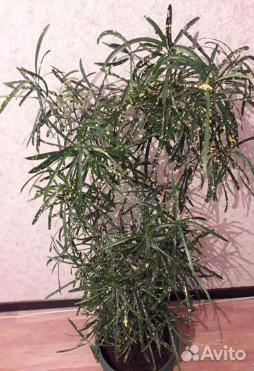 Кратон- дерево