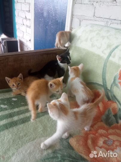 Отдам котят в добрые руки