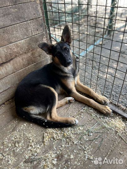 Немецкая овчарка метис в дар щенок