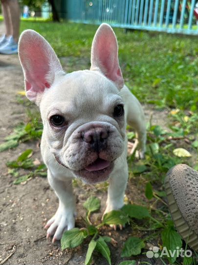 Фанцузский бульдог платина