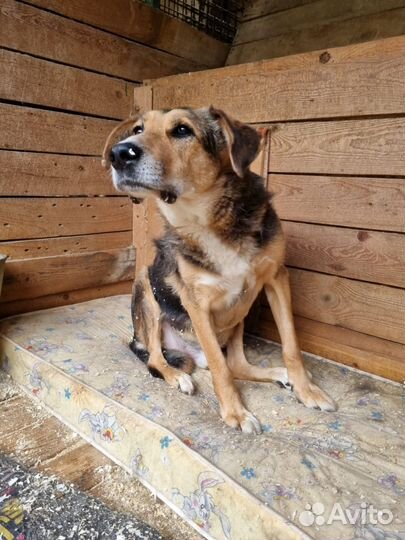 Собака из приюта в добрые руки