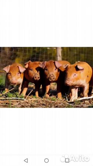 Поросята породы Дюрок