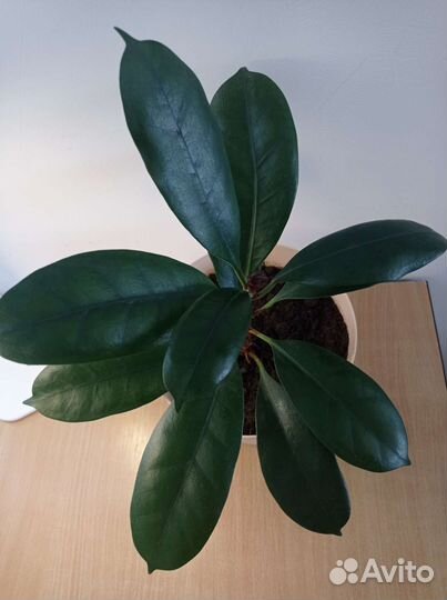 Фикус Циатистипула