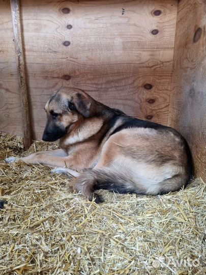 Собаке трусишке нужен дом