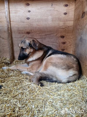 Собаке трусишке нужен дом