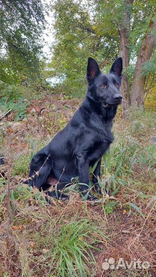 Собака немецкая овчарка