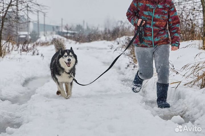 Собака в добрые руки (в дар)