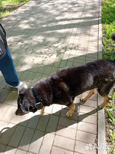 Найдена собака