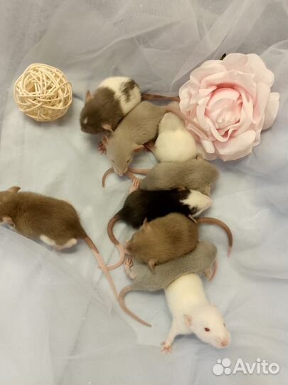 Крыса.крысятки Дамбо Крысуни