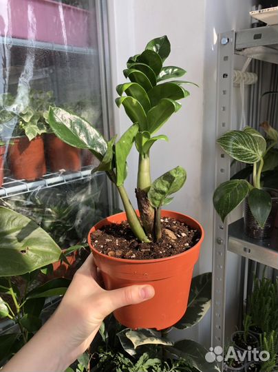 Замиокулькас 3 вида