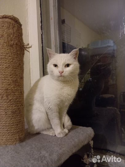 Молодая кошка