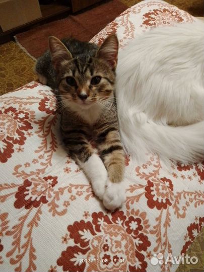 Котенок в добрые руки