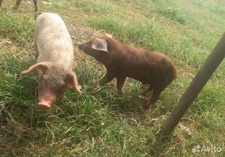 Поросята
